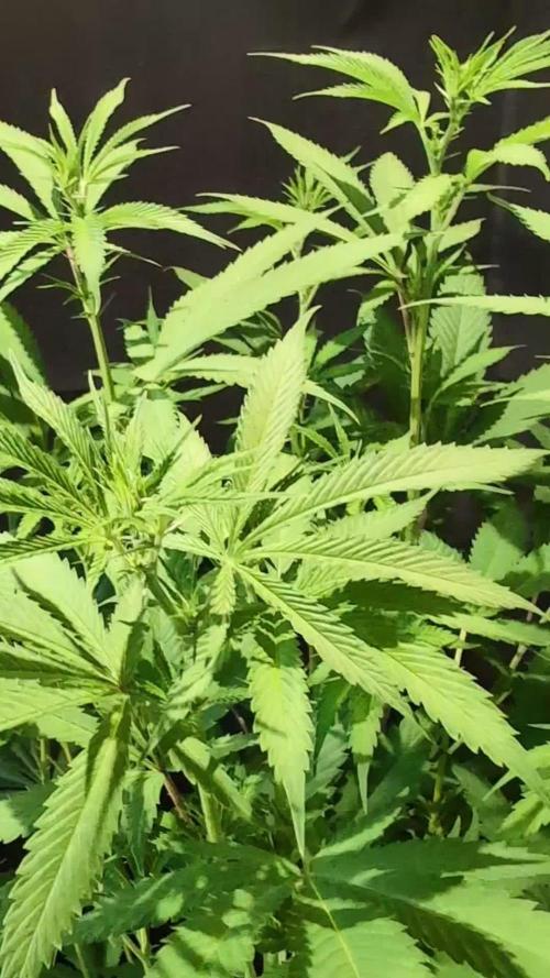 Epic Buzz - Anesia - Weedefix - VS.