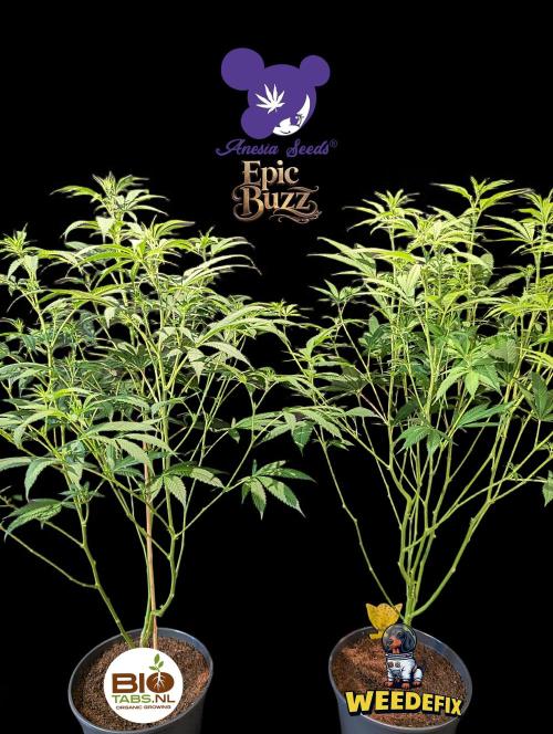 Epic Buzz - Anesia - Bio Tabs NL - VS.. Week 8