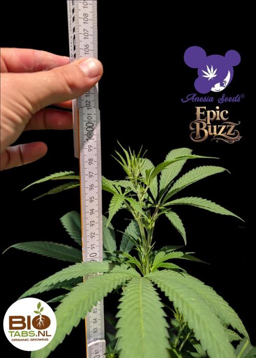 Epic Buzz - Anesia - Bio Tabs NL - VS.. Week 8