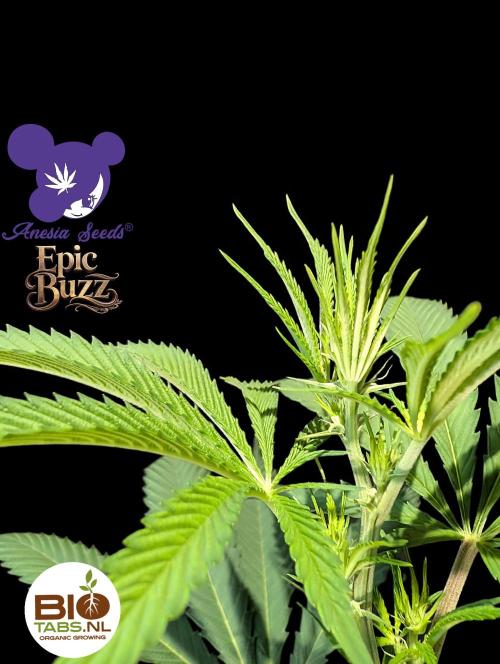 Epic Buzz - Anesia - Bio Tabs NL - VS.. Week 8