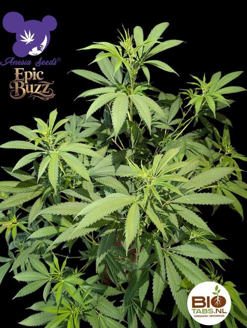 Epic Buzz - Anesia - Bio Tabs NL - VS.. Week 8