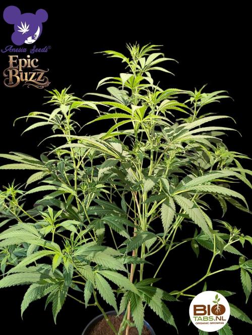 Epic Buzz - Anesia - Bio Tabs NL - VS.. Week 8