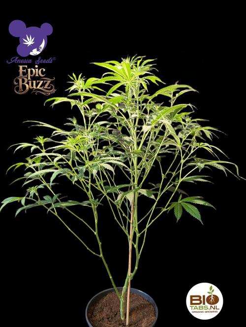 Epic Buzz - Anesia - Bio Tabs NL - VS.. Week 8
