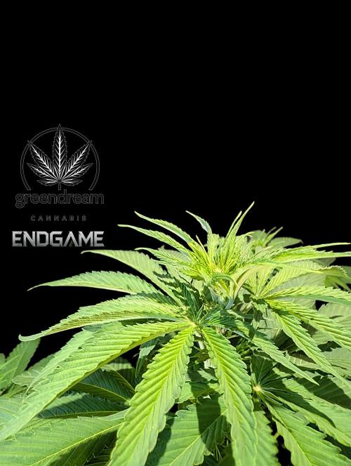 Tetraploid Grow - Endgame - Greendream. Week 6