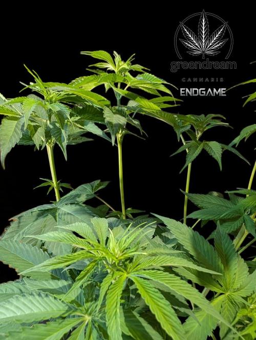 Tetraploid Grow - Endgame - Greendream. Week 6