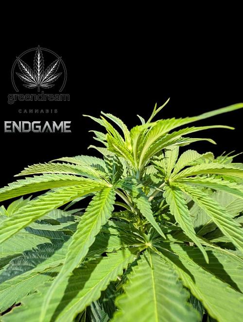Tetraploid Grow - Endgame - Greendream. Week 6