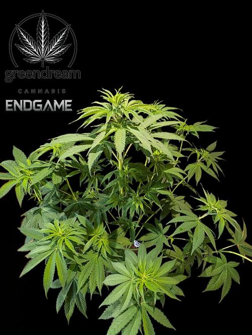 Tetraploid Grow - Endgame - Greendream. Week 6
