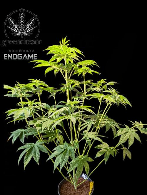 Tetraploid Grow - Endgame - Greendream. Week 6