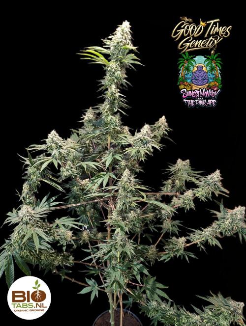 Sunset Monkey - Good Times Genetix - BTN. Week 14
