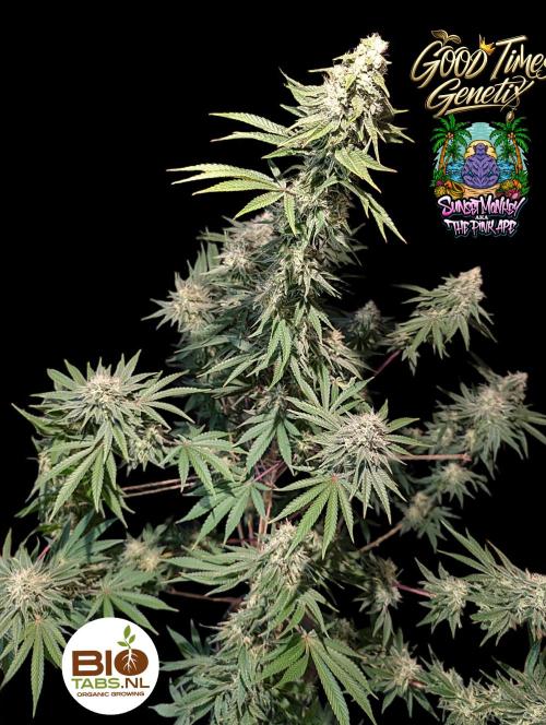 Sunset Monkey - Good Times Genetix - BTN. Week 14
