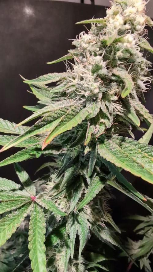 Sunset Monkey - Good Times Genetix - BTN