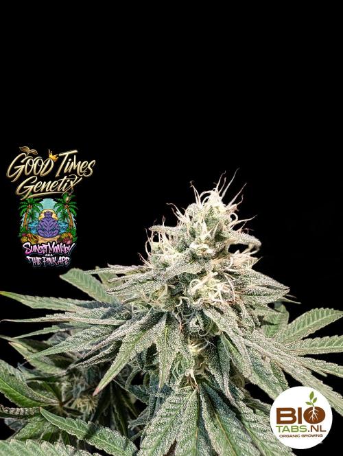 Sunset Monkey - Good Times Genetix - BTN. Week 14