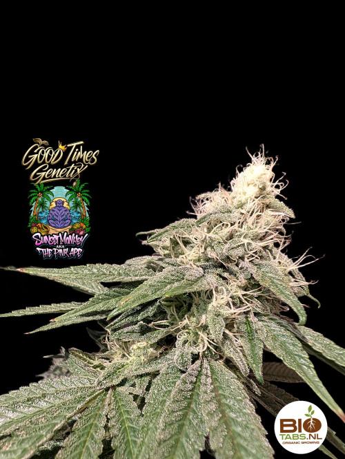 Sunset Monkey - Good Times Genetix - BTN. Week 14
