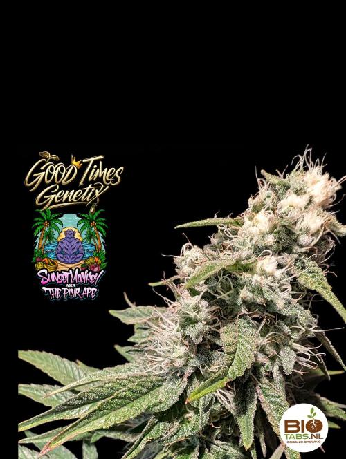 Sunset Monkey - Good Times Genetix - BTN. Week 14