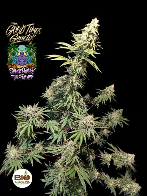 Sunset Monkey - Good Times Genetix - BTN. Week 14