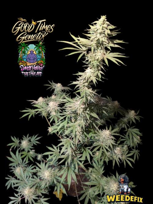 Sunset Monkey-Good Times Genetix-Wdfx. Week 14