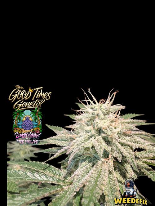 Sunset Monkey-Good Times Genetix-Wdfx. Week 14