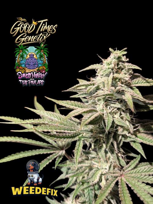 Sunset Monkey-Good Times Genetix-Wdfx. Week 14