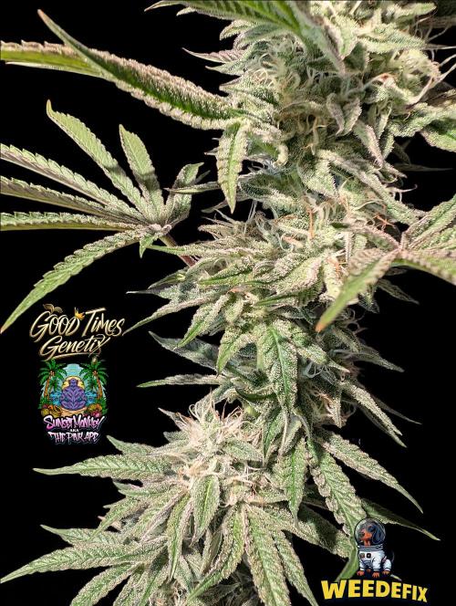 Sunset Monkey-Good Times Genetix-Wdfx. Week 14