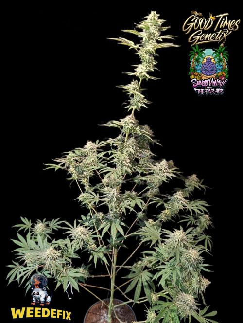 Sunset Monkey-Good Times Genetix-Wdfx. Week 14