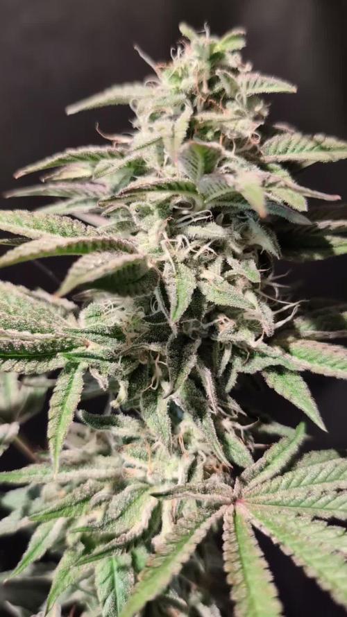 Sunset Monkey-Good Times Genetix-Wdfx