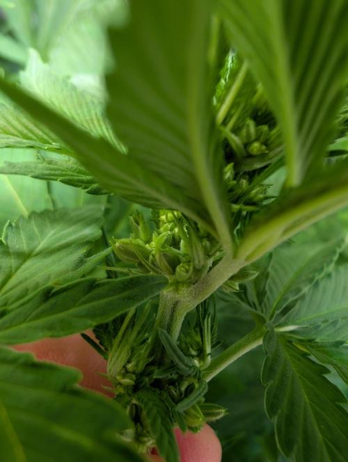 Tetraploid Grow - Endgame - Greendream. Week 7
