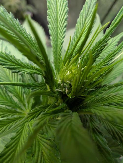 Tetraploid Grow - Endgame - Greendream. Week 7