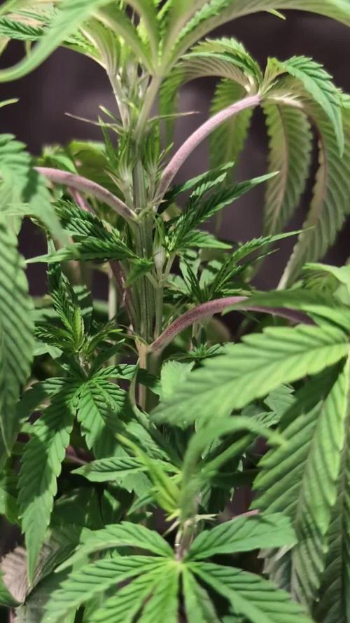 Slush Mint Cake - DP - Bio Tabs NL Grow