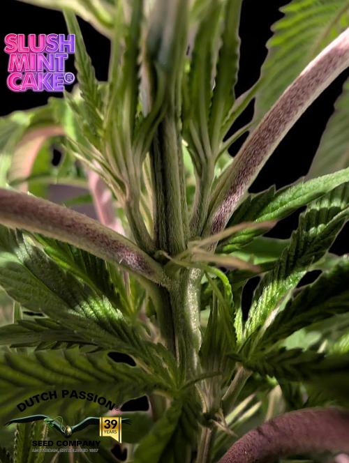 Slush Mint Cake - DP - Bio Tabs NL Grow. Week 6