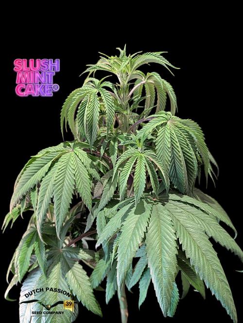 Slush Mint Cake - DP - Bio Tabs NL Grow. Week 6