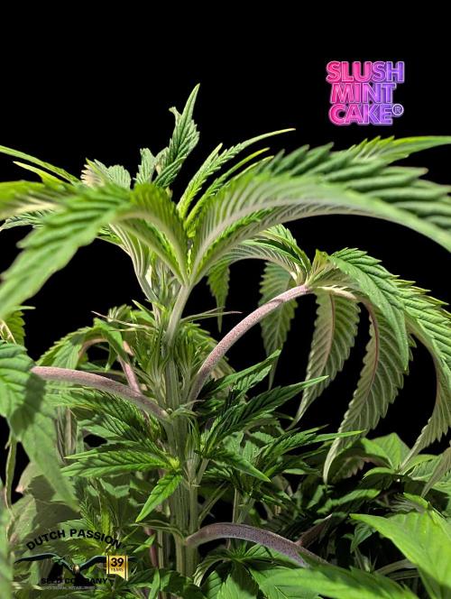 Slush Mint Cake - DP - Bio Tabs NL Grow. Week 6