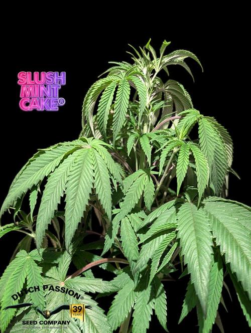 Slush Mint Cake - DP - Bio Tabs NL Grow. Week 6