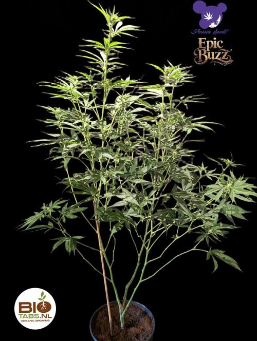 Epic Buzz - Anesia - Bio Tabs NL - VS.. Week 9