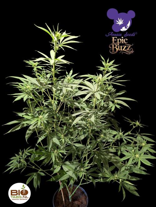 Epic Buzz - Anesia - Bio Tabs NL - VS.. Week 9