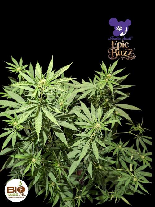 Epic Buzz - Anesia - Bio Tabs NL - VS.. Week 9