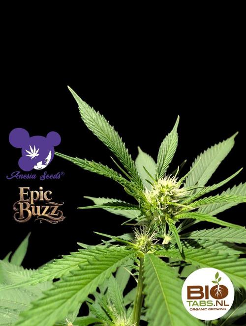 Epic Buzz - Anesia - Bio Tabs NL - VS.. Week 9