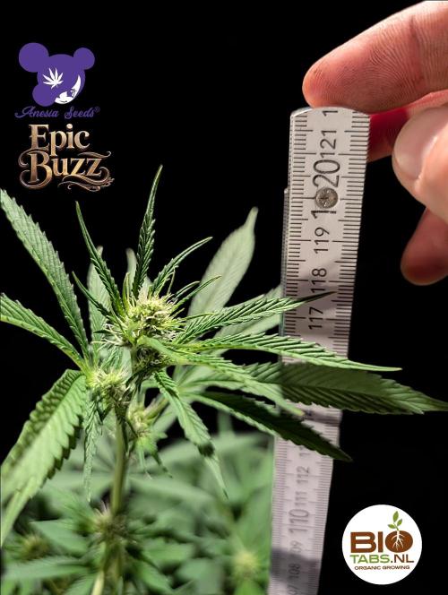 Epic Buzz - Anesia - Bio Tabs NL - VS.. Week 9