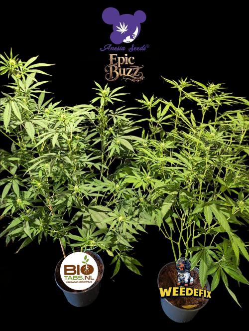 Epic Buzz - Anesia - Weedefix - VS.. Week 9