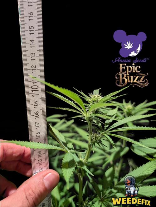 Epic Buzz - Anesia - Weedefix - VS.. Week 9