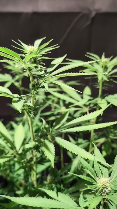 Epic Buzz - Anesia - Weedefix - VS.