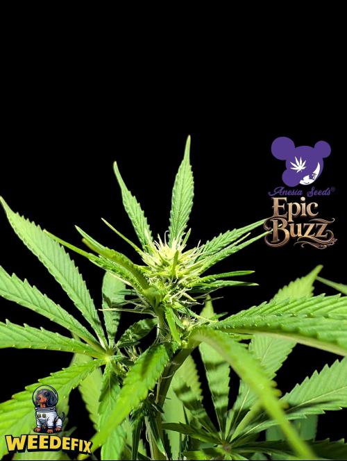 Epic Buzz - Anesia - Weedefix - VS.. Week 9