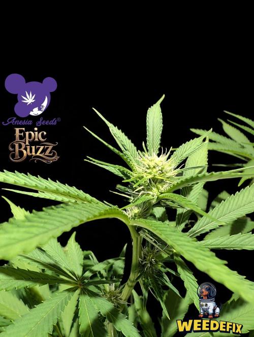 Epic Buzz - Anesia - Weedefix - VS.. Week 9