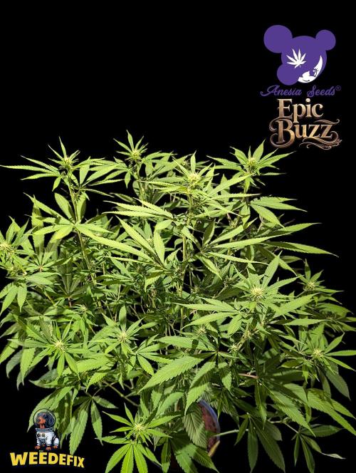 Epic Buzz - Anesia - Weedefix - VS.. Week 9