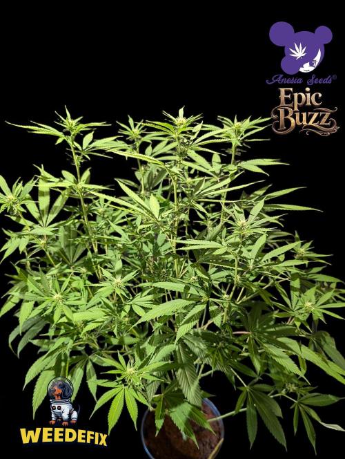 Epic Buzz - Anesia - Weedefix - VS.. Week 9