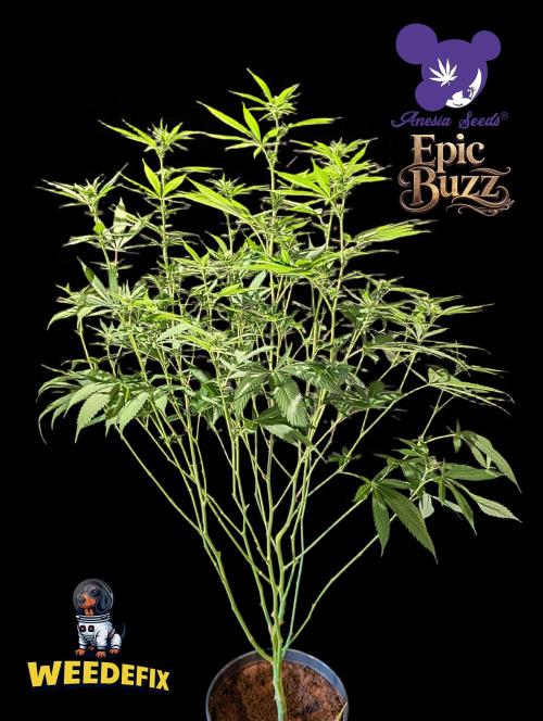 Epic Buzz. Week 9