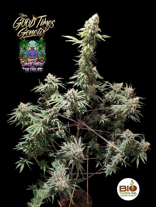 Sunset Monkey - Good Times Genetix - BTN. Week 15