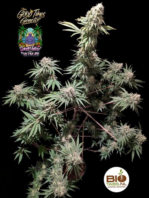 Sunset Monkey - Good Times Genetix - BTN. Week 15