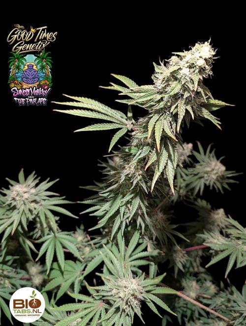 Sunset Monkey - Good Times Genetix - BTN. Week 15