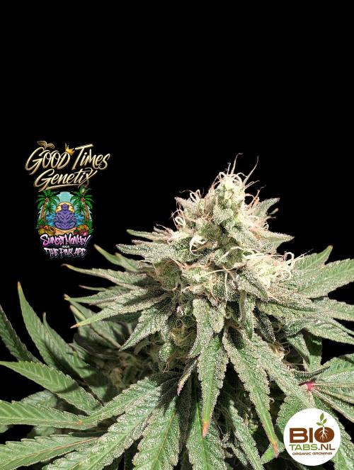 Sunset Monkey - Good Times Genetix - BTN. Week 15