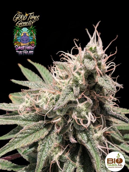Sunset Monkey - Good Times Genetix - BTN. Week 15